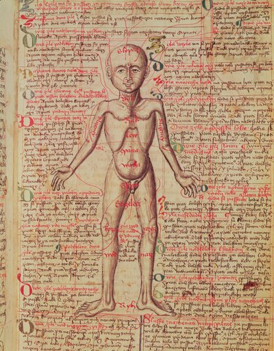 Anatomy of the Human Body, from 